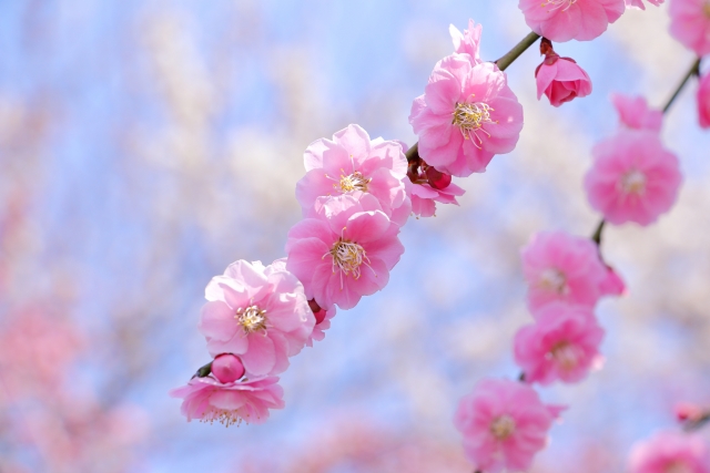 新春の梅の花