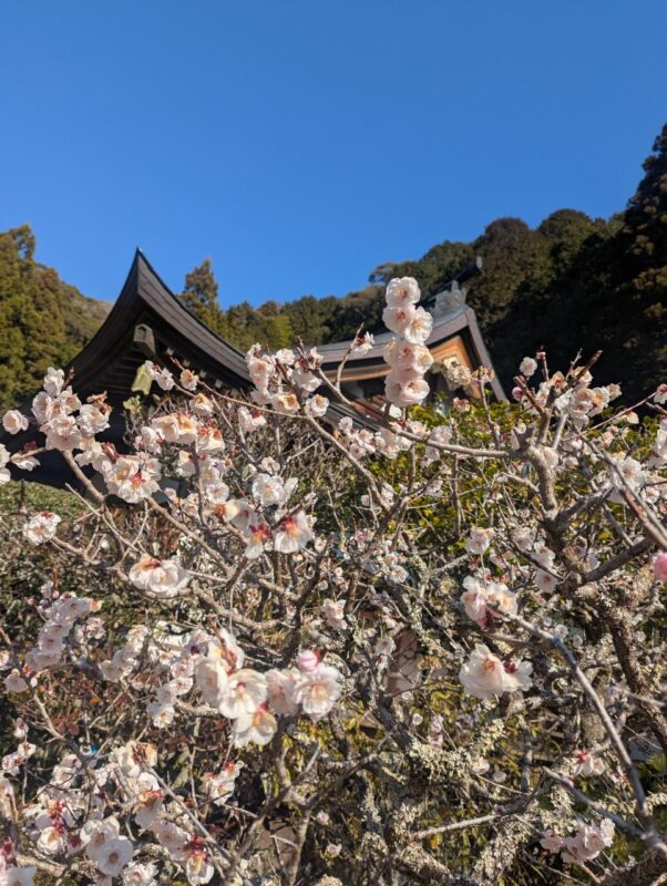 寺の前の満開の梅の花と青空