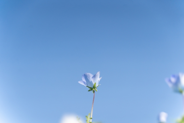 未来の希望を信じて、青空を向く水色の花