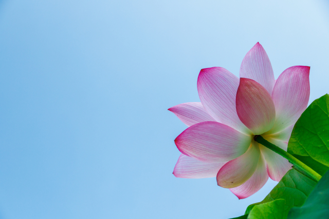 青空の下で見つけた蓮の花