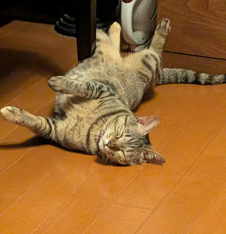 自分を愛する自由なネコ
